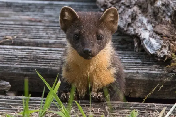 Pine Marten