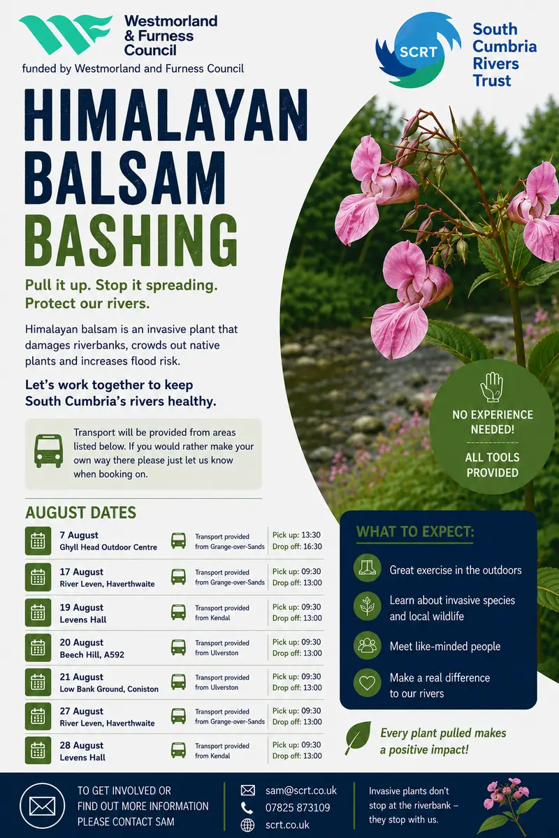 balsam bashing