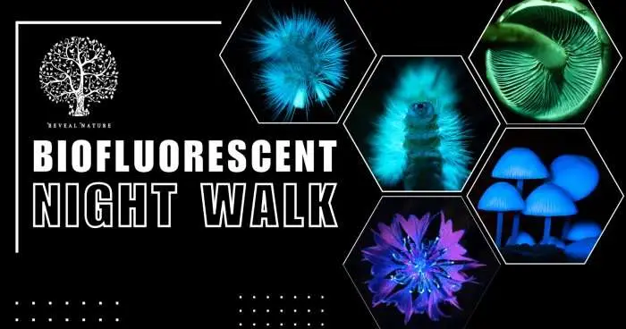 biofluorescence walk