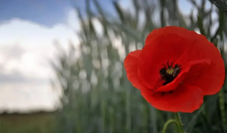 Poppy