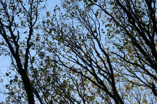 rookhow trees
